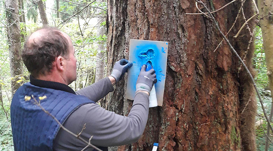 © Stadt Bregenz | Stadtförster Gerhard Österle bei der Kennzeichnung von einem der 230 Bäume im Stadtwald.
