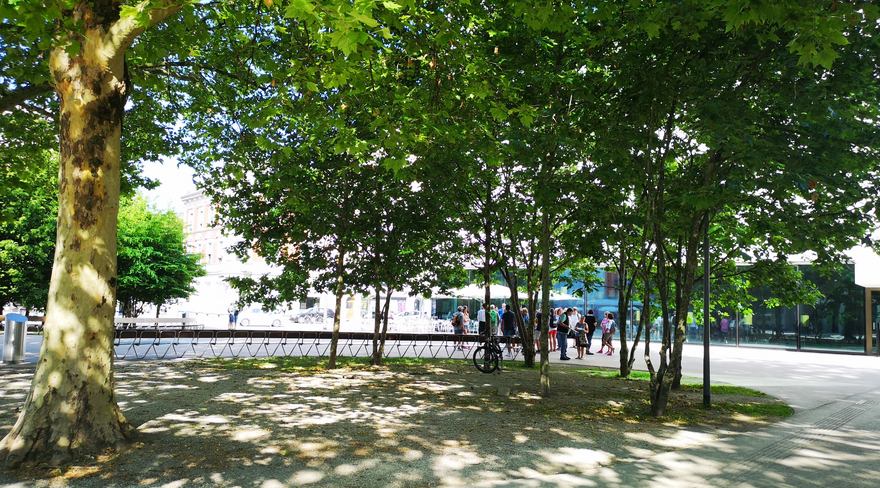 Hier wurden die Bäume am Kornmarktplatz fotografiert.